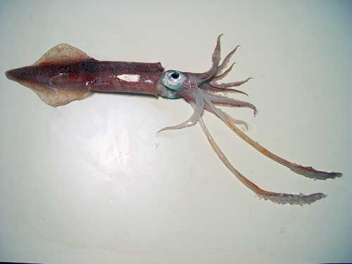 Squid (loligo pealeii) (Photo: Wikipedia)