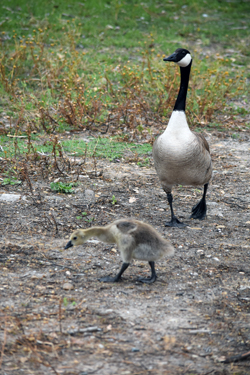 Baby goose and parent