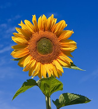 Sunflowers dance to prevent themselves from casting too much shadow on each other